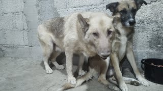 vine al terreno a jugar con los peluditos 🐕🐾 para que no se estresen por los cuetes son un amor ❤️😍