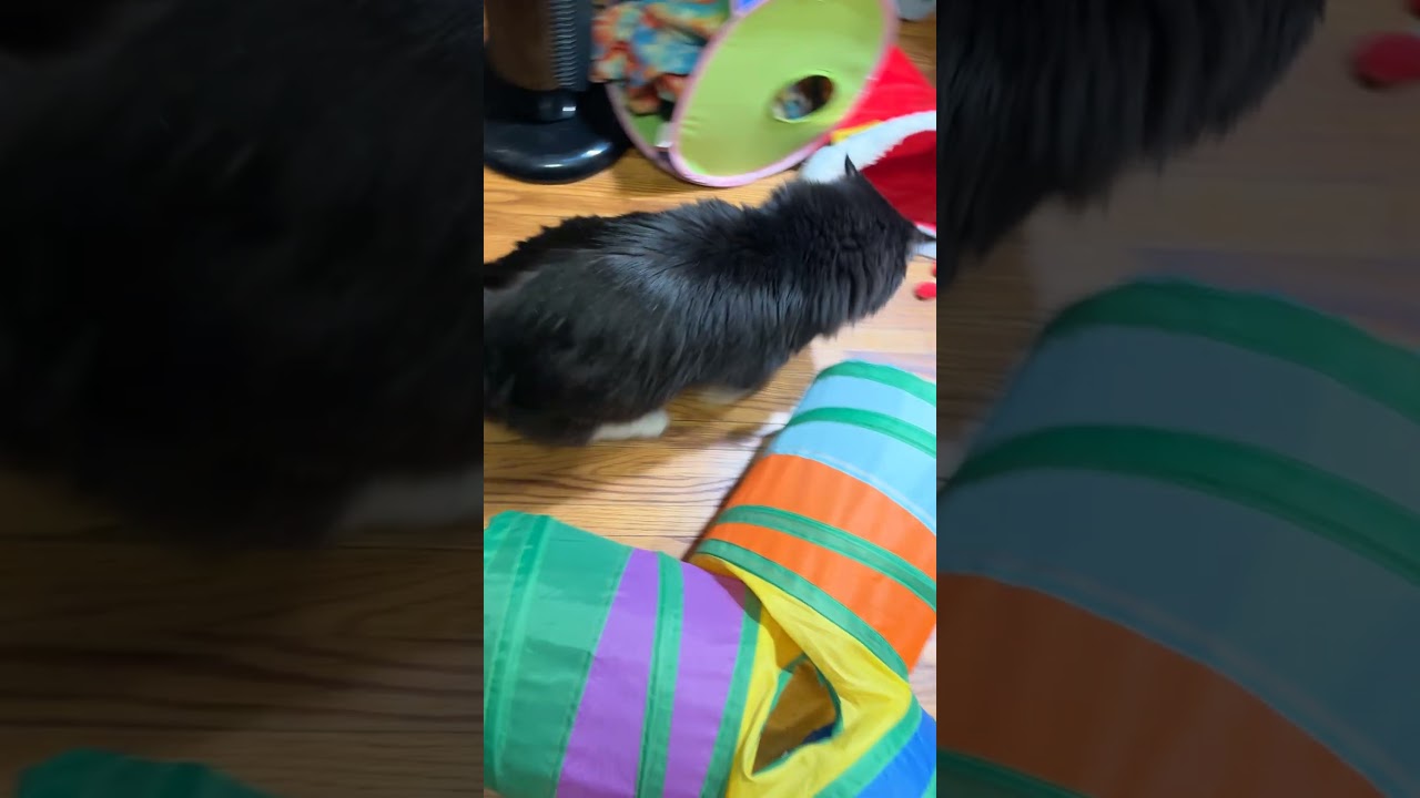 Enlarge Magic C11547, a Adoptable Domestic Long Hair in Savage, MN video 6/6