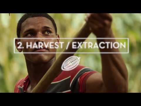 The 10 steps of the Chocolate Manufacturing Process