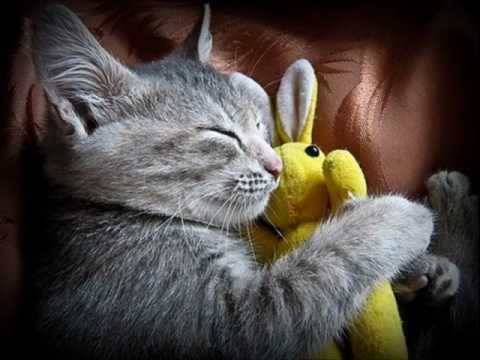 Ozzie Nelson - Dream A Little Dream Of Me 1931 - Cat Pics