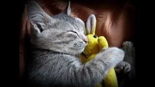 Ozzie Nelson - Dream A Little Dream Of Me 1931 - Cat Pics