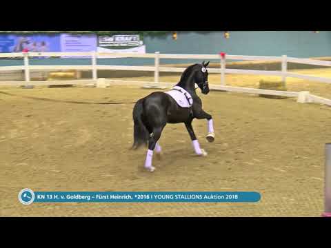 KN 13 v. Goldberg / Fürst Heinrich - Longe