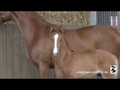 Fohlen von Borsalino - DeLorean - For Compliment - Rubinero, *2018! wieghaus-vorwerk.de