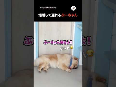 爆睡して遅れるぶーちゃん｜PECO