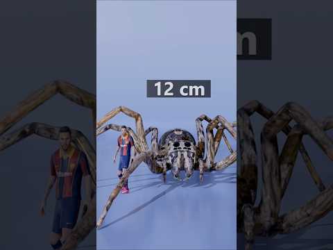 Spider Size Comparison | Smallest to Largest Spiders Ever!