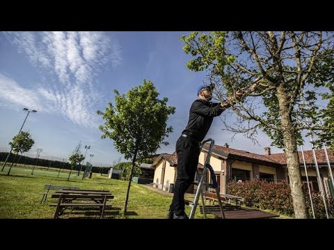 Ein eigener Baum für jeden Mailänder im Kampf gegen den Klimawandel