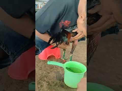cara mengairi ayam aduan yang simpel, mudah dan tentunya hemat😎😁 slamat mencoba🙏