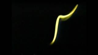 White Skull - Anubis The Jackal [320kbps]