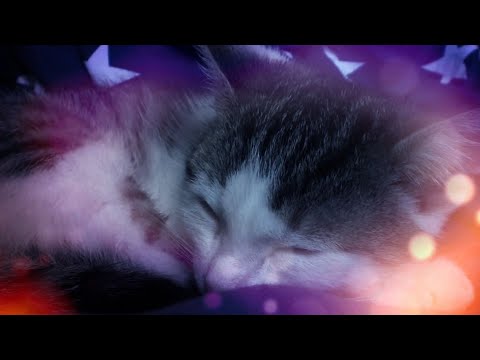 Make Your Cat Sleep Within 5 Minutes - CAT MUSIC (With Cat purring sounds) - 1 HOUR