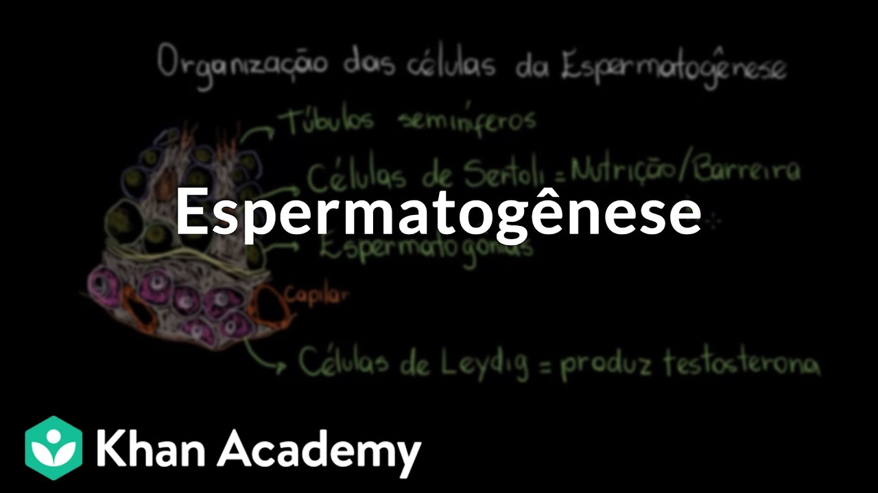 Espermatogênese