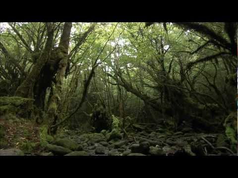 Sony bravia demo [HD]