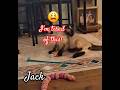 What Do You Want Jack To Be Cat Kitten Meow Siamese Dailyshorts Shorts Funny