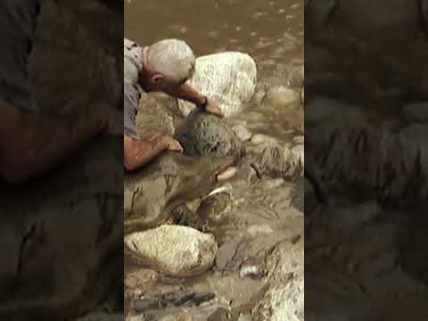 THAT Neck Is HUGE 😯 #turtle