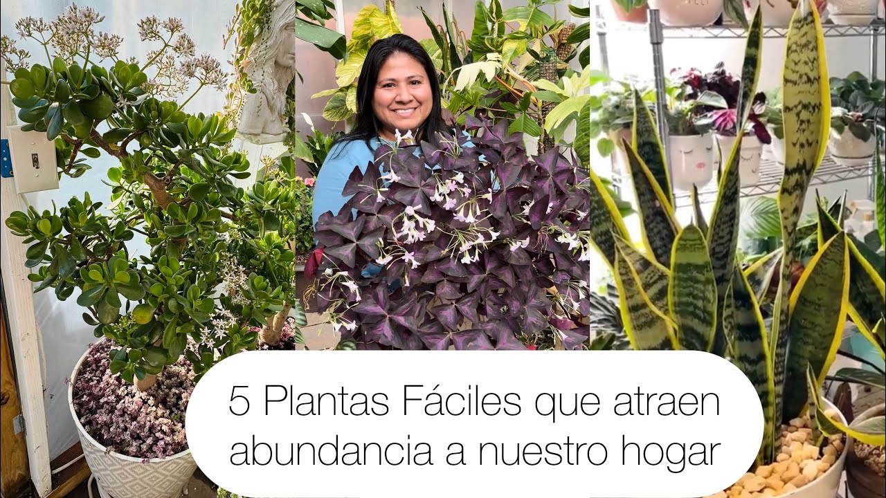 5 PLANTAS FÁCILES Que atraen buena suerte y abundancia a nuestro hogar