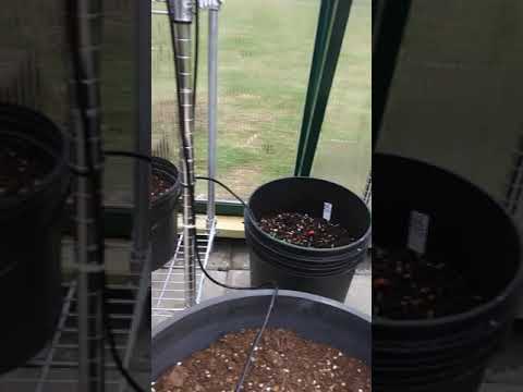 GRANDIO SUMMIT GREENHOUSE REVIEW