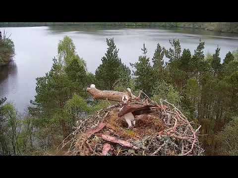 Intruder pale male Osprey destroys the eggs of Laddie & NC0: Loch of the Lowes 7 May 2024