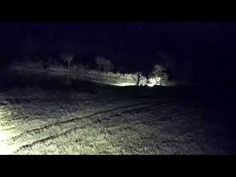 Djuma: Leopard-Molwati male comes in from right and walks past the cam - 03:11 - 07/29/2022