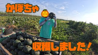 【大収穫！】かぼちゃ収穫しました！【盈科】