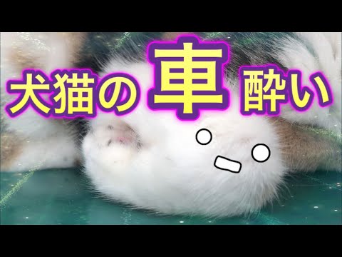 犬の乗り物酔い: 役に立つヒントと情報があります