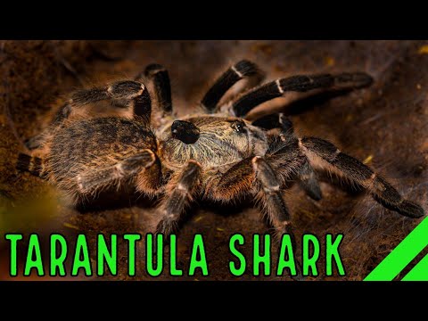 Sklípkavec rohatý (Ceratogyrus darlingi) — video o chove a starostlivosti