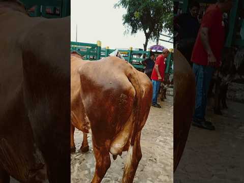 Feira de Gado Venturosa Pe.28/04/26