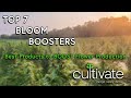 Top 7 Bloom Boosters to Increase Flower Production