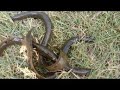 Snake Fish Bamb Hunting Gulbarga Fishing