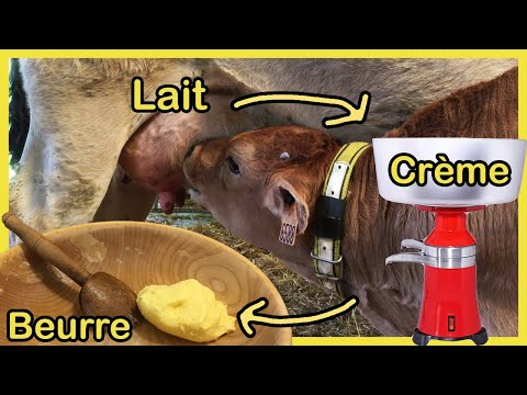 Faire du BEURRE maison en partant d'une VACHE. Traire, écrémer, etc. Le bon beurre est dans le pré !
