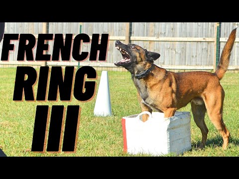 PINNACLE OF K-9 COMPETITION!! FRENCH RING 3 // BELGIAN MALINOIS // ANDY KRUEGER