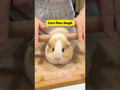 Which Dough for My Guinea Pig Bread 🐹🍞