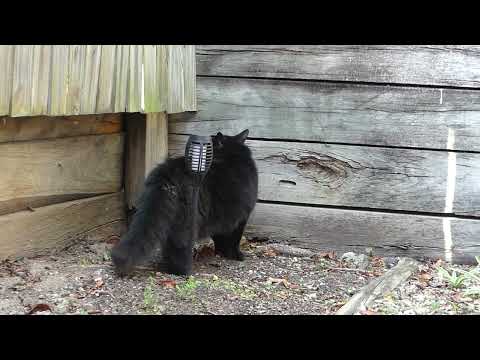 Should we look at black cats or flowers ?