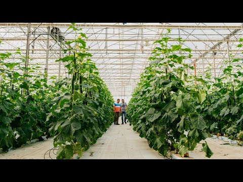 , title : 'Producción de PIMIENTO y PEPINO en increíbles Invernaderos de Almería 🌶️🥒'