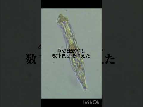 シベリア:これらの生き物は46,000年ぶりに永久凍土から目覚めた