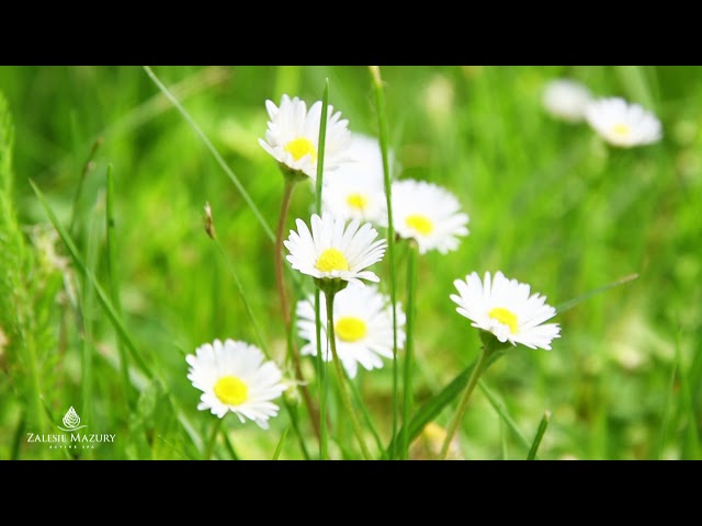 Zobacz film