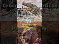 Lion VS Nile Crocodile Lion Crocodile Africa Whoisstrongest Trending Shorts Shortvideo Trend
