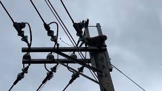 颱風樹倒猢猻散 猴群退回山區台東農民盼別再來