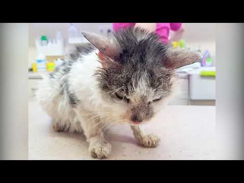 Nemusí se toulat... díky kastračnímu programu KasProCats!