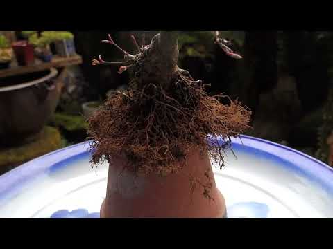 イロハモミジを地植えや鉢に植える時期と方法は？ビデオによる説明  庭園