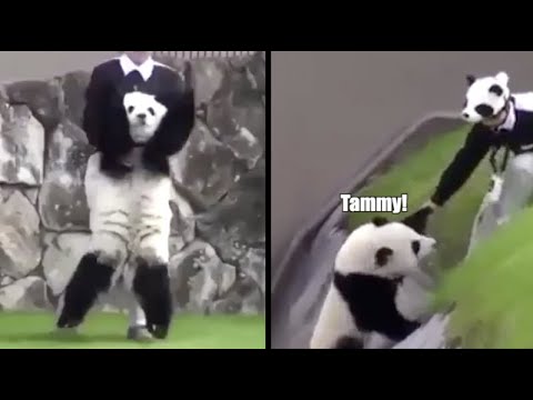 Panda vs Tammy