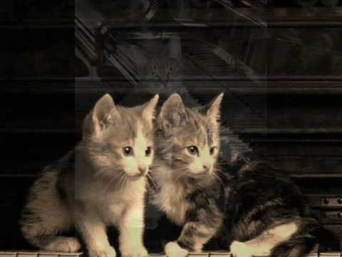 Zez Confrey and His Orchestra "KITTEN ON THE KEYS" (1927)