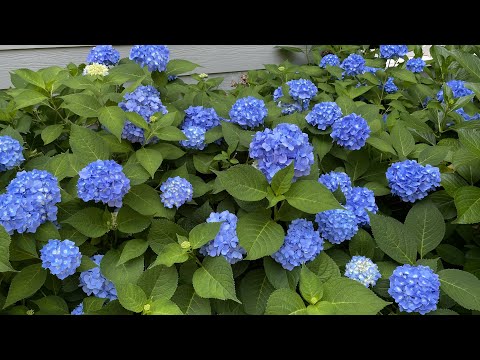 June Garden Tour 💚 6/13/2022