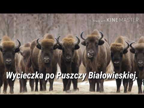 Wycieczka po Puszczy Białowieskiej | Wycieczki pl