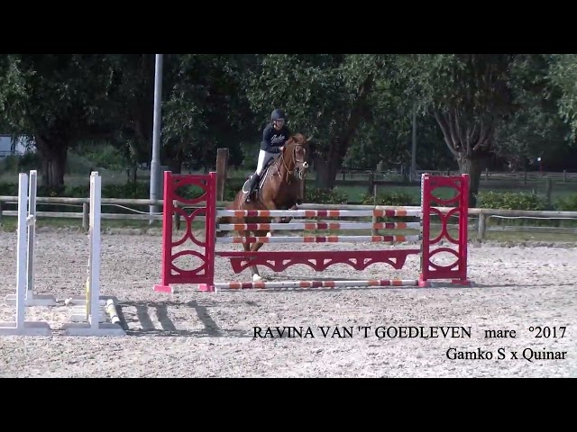 Gamko S x Quinar