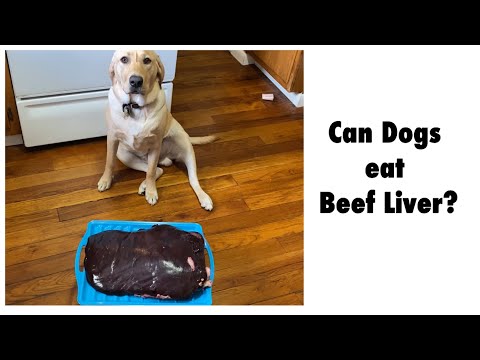 Tobi loves eating Beef Liver | Raw Diet | Can Dogs Eat...