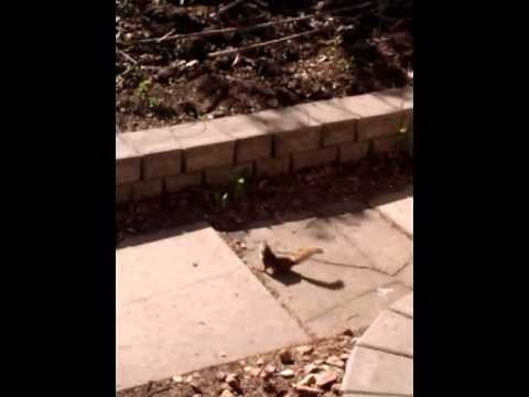 Squirrel Run Android