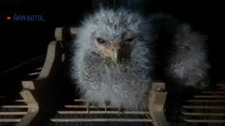 Download lagu suara anakan burung hantu celepuk mp3