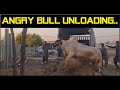 Angry Bull Unloading Ll Domail Mandi Ll DandanNayShokeen