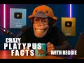 The Platypus Is A Glowing Venomous Milk Sweating Mammal