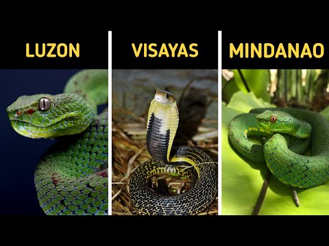 TOP 10 Venomous Snakes in the Philippines You Should Know |EARTHGENT