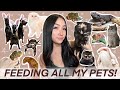 FEEDING ALL MY 25 PETS